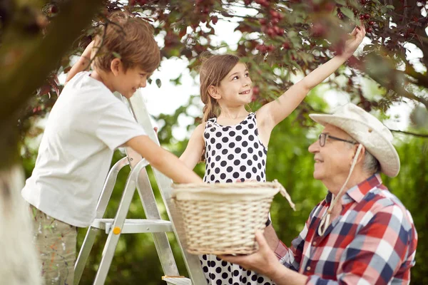 Grandfather Grandchildren Picking Cherries Garden Beautiful Day — Stock Photo, Image