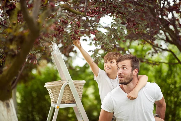 Baba Güzel Bir Günde Oğluna Bahçede Kiraz Toplaması Için Yardım — Stok fotoğraf