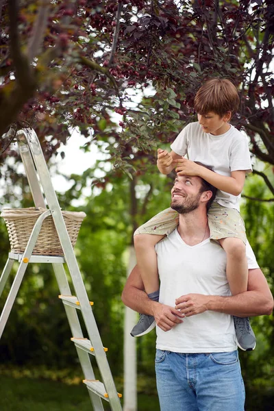 Menino Pegando Cerejas Jardim Ombros Seu Pai — Fotografia de Stock