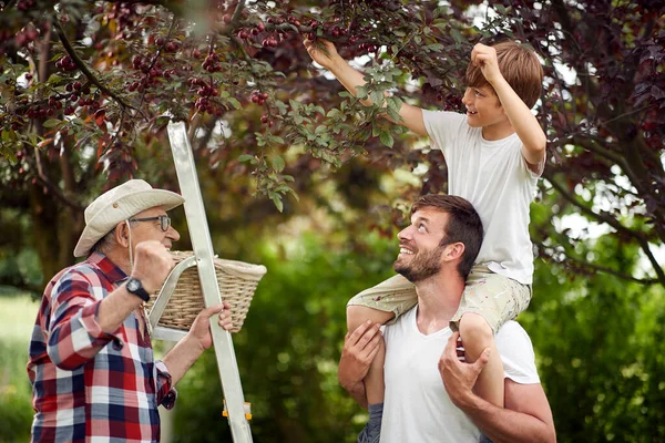 Happy Family Picking Cherries Garden Beautiful Day — Stock Photo, Image