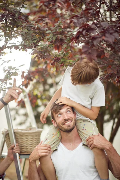 Babasının Omuzlarında Vişne Toplamaktan Zevk Alan Bir Çocuk — Stok fotoğraf