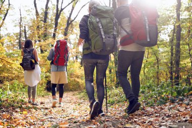 Ormanda yürümek için güzel bir sonbahar günü.