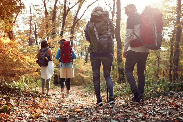 Pärchen Plaudern Beim Waldspaziergang — Stockfoto