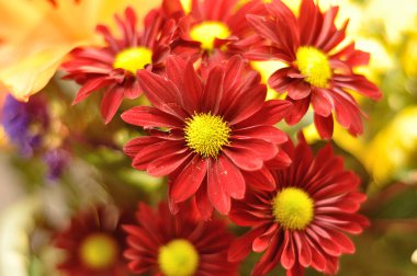 Renkli Aster bir demet