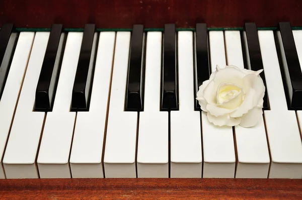 Eine Künstliche Weiße Rose Auf Weißen Und Schwarzen Klaviertasten — Stockfoto