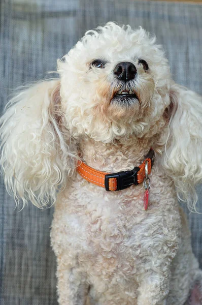 Caniche Avec Collier Orange — Photo