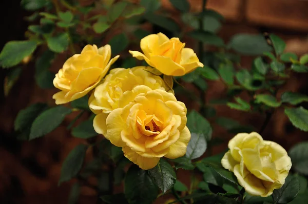 Rosas Amarelas Jardim — Fotografia de Stock