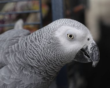 Bir evcil hayvan olarak gri papağan