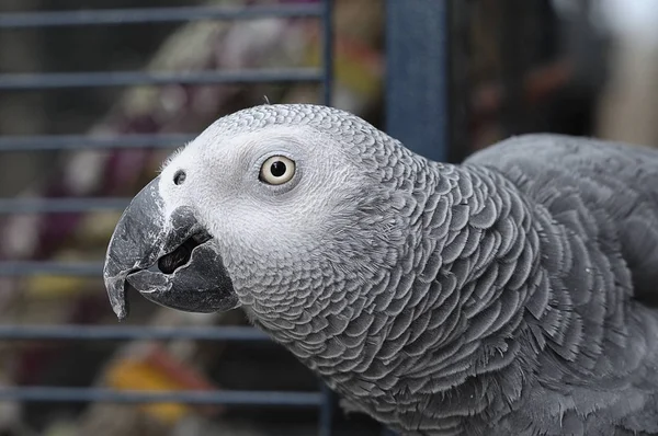 Grey Parrot Pet — Stock Photo, Image