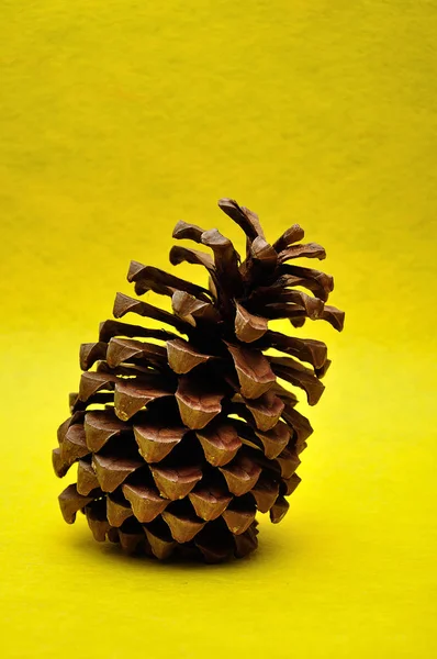Un cono de pino sobre un fondo amarillo —  Fotos de Stock