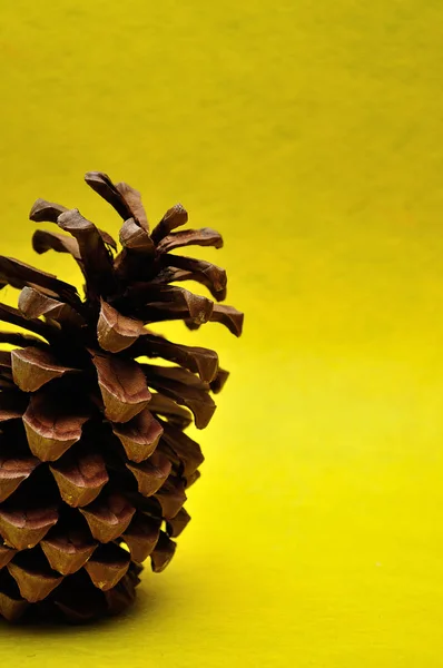 Um cone de pinho em um fundo amarelo — Fotografia de Stock