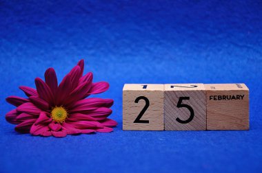 25 Şubat mavi arka plan üzerinde mor papatya ile ahşap bloklar