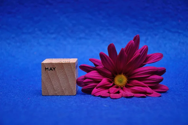 Maggio su un blocco di legno con una margherita viola su sfondo blu — Foto Stock