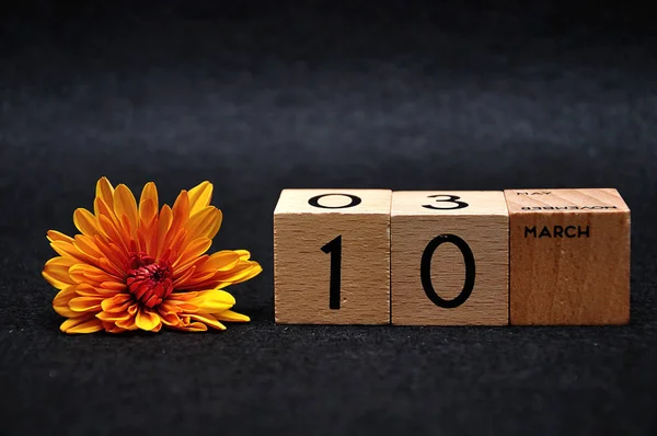 10 maart op houten blokken met een oranje Daisy op een zwarte achtergrond — Stockfoto