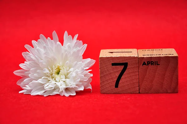 7 апреля на деревянных блоках с белой маргариткой на красном фоне — стоковое фото