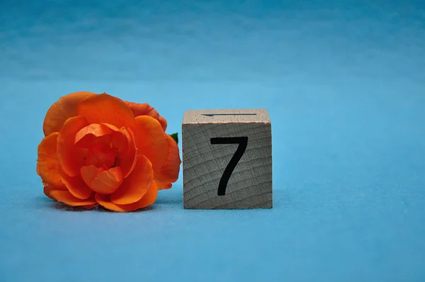 Numer siedem z pomarańczową różą na niebieskim tle — Zdjęcie stockowe