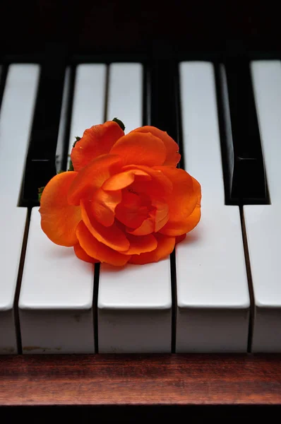 Pomarańczowa Róża wyświetlana na klawiszach fortepianu — Zdjęcie stockowe