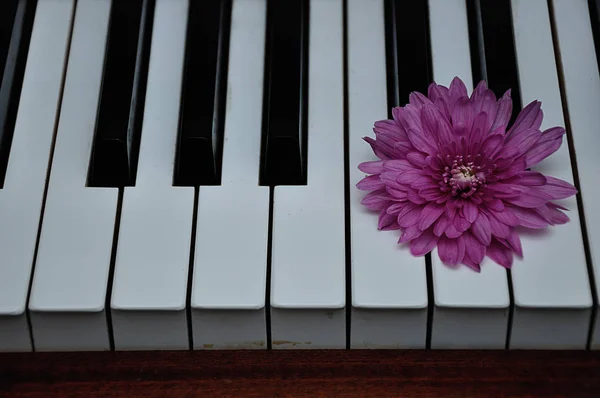 Um aster rosa exibido em cima das teclas de piano — Fotografia de Stock