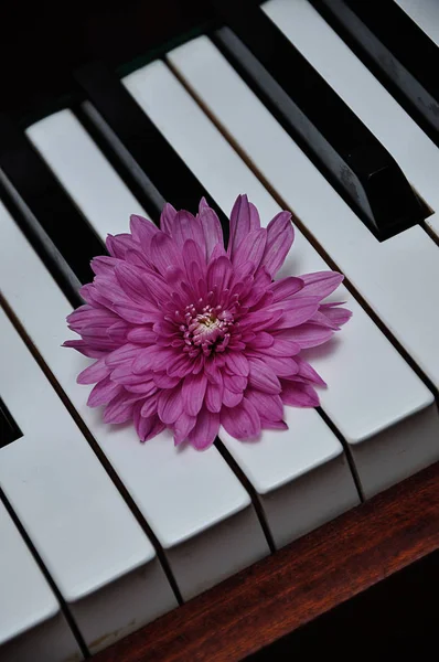 Piyano tuşlarının üstünde görüntülenen pembe bir aster — Stok fotoğraf