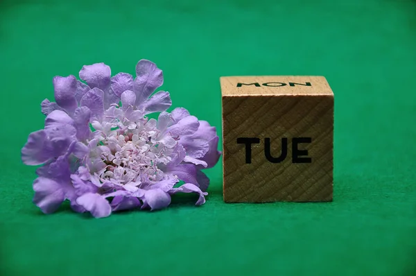 Yeşil bir arka plan üzerinde mor bir çiçek ile ahşap bir blok üzerinde Salı için kısaltma — Stok fotoğraf