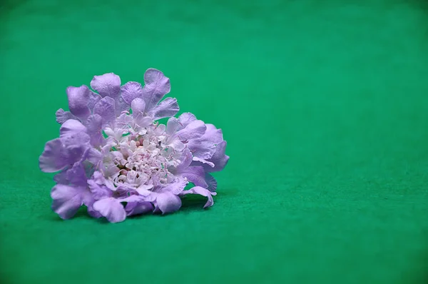 Yeşil bir arka plan üzerinde mor bir çiçek — Stok fotoğraf