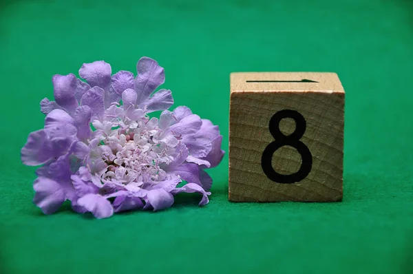 Number eight with a purple flower on a green background — Stock Photo, Image