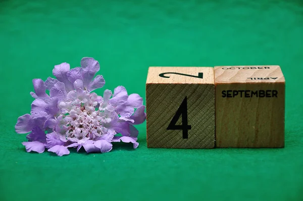 4 september op houten blokken met een paarse bloem op een groene achtergrond — Stockfoto