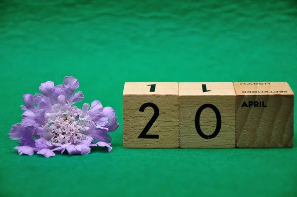 20 квітня на дерев'яних блоках з фіолетовою квіткою на зеленому фоні — стокове фото