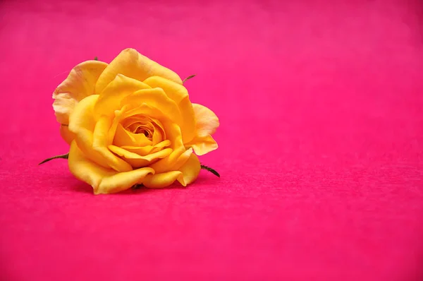 Una rosa amarilla sobre un fondo rosa — Foto de Stock