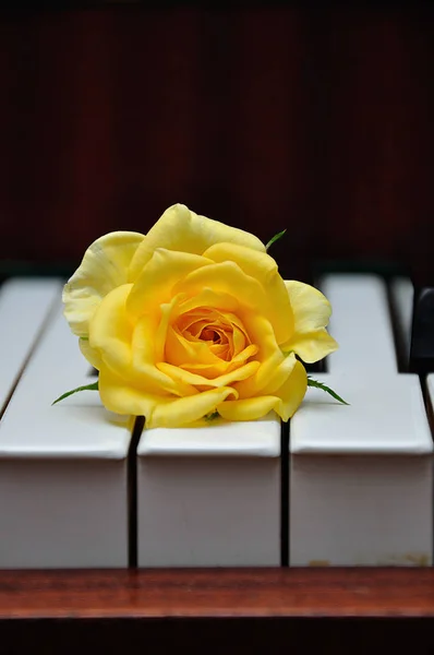 A yellow rose displayed on top of piano keys — Stock Photo, Image