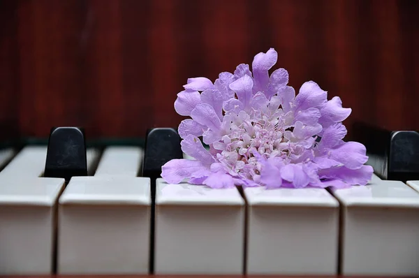 钢琴琴键上显示的紫色花 — 图库照片