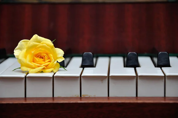 Жовта троянда, що відображається на клавішах піаніно — стокове фото
