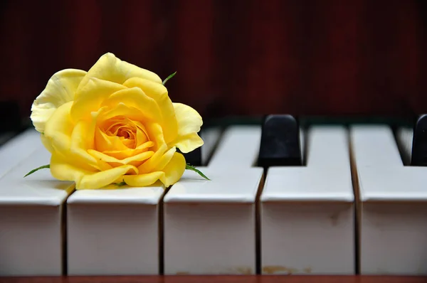 Жовта троянда, що відображається на клавішах піаніно — стокове фото