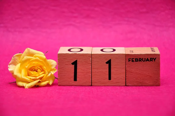 ピンクの背景に黄色のバラと木製のブロック上の11 2月 — ストック写真