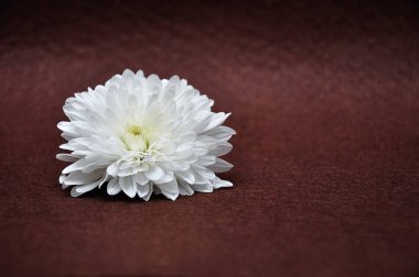 Kahverengi arka plan üzerinde beyaz bir aster