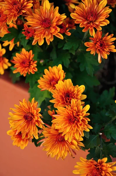 A bunch of orange asters in a garden — Stock Photo, Image
