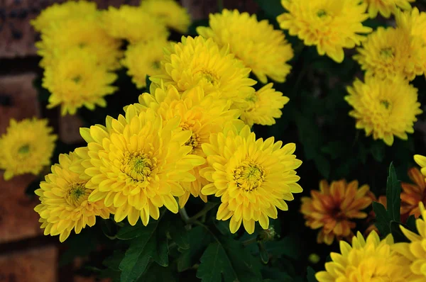 Un montón de astros amarillos en un jardín — Foto de Stock