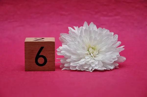 Numero sei con un aster bianco su sfondo rosa — Foto Stock