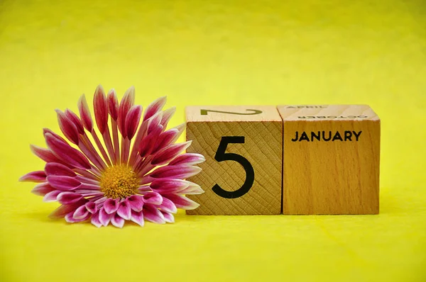 5 de enero sobre bloques de madera con un aster rosa y blanco sobre fondo amarillo — Foto de Stock