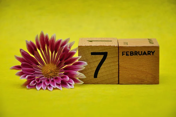 7 февраля на деревянных блоках с розовым и белым астером на желтом фоне — стоковое фото