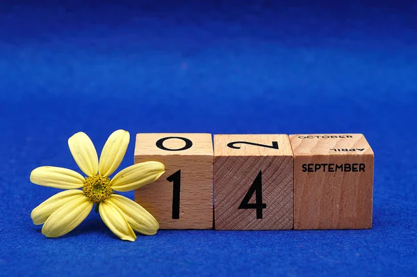 Września Drewnianych Blokach Żółtym Kwiatem Niebieskim Tle — Zdjęcie stockowe