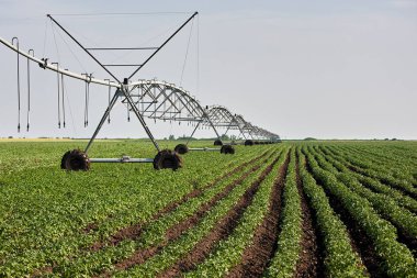 A center pivot sprinkler system watering a grain field in the fertile farm fields. clipart