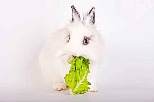 Kleines Kaninchen — Stockfoto