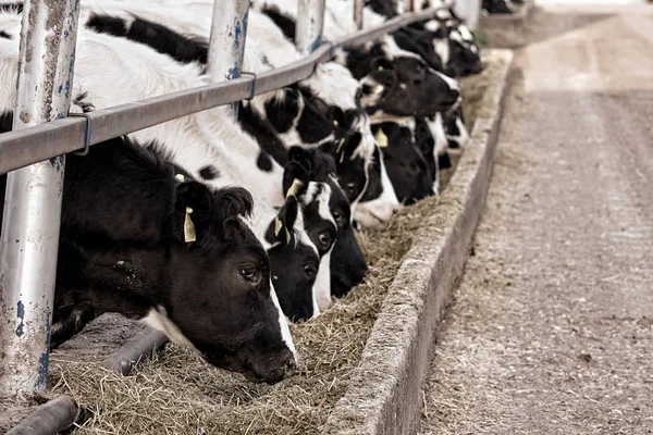 Vaca de granja —  Fotos de Stock