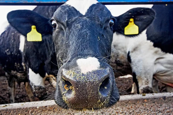 Farm cow — Stock Photo, Image