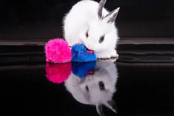 Bunny en kleurrijke ballen — Stockfoto