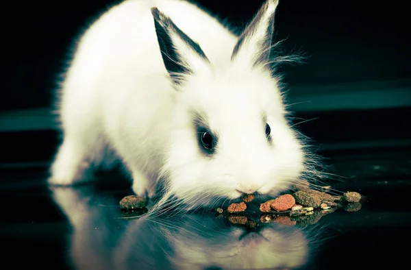 Кролики едят — стоковое фото