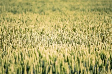 Yaz aylarında buğday