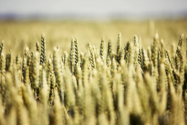 Пшеница летом — стоковое фото
