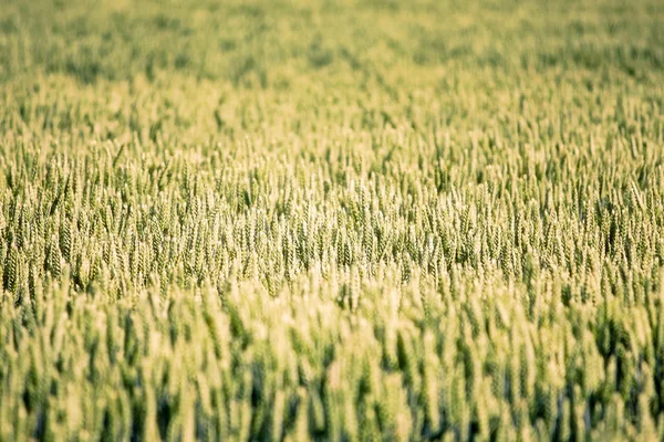 Yaz aylarında buğday — Stok fotoğraf